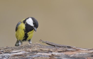 Parus büyük.