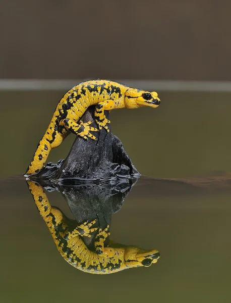 Salamandra. — Fotografia de Stock