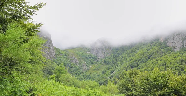 stock image Beech forest.