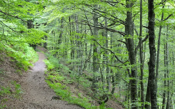 stock image Beech forest.