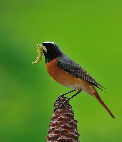 Redstart. — Stock Photo, Image