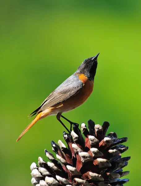 Pavito. — Foto de Stock