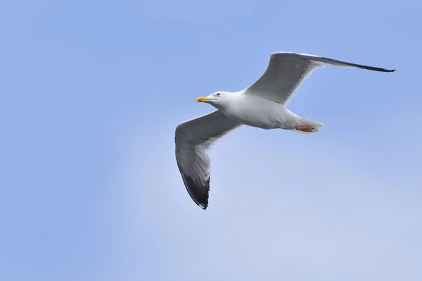 Yellow-legged Gull Gull. — Stock Photo, Image