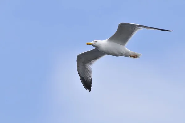 Gaviota de patas amarillas . —  Fotos de Stock