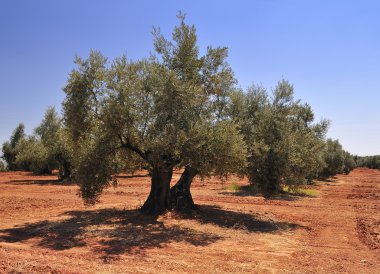 Olive grove