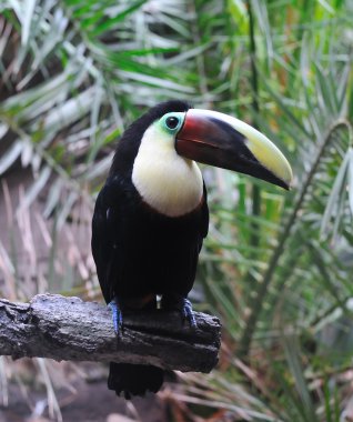 Tucan.