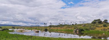 Barruecos Stork colony. clipart