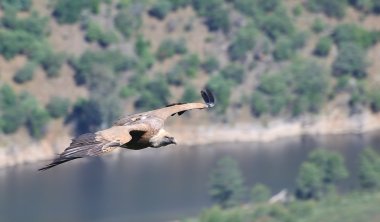 Griffon vulture on the Tagus River. clipart