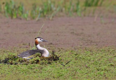 büyük tepeli batağan.