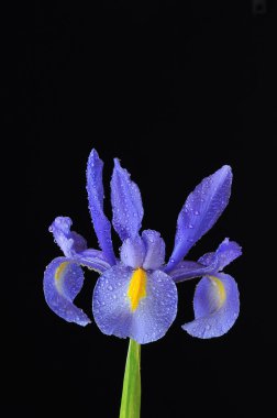 Mavi iris, iris xiphioides.