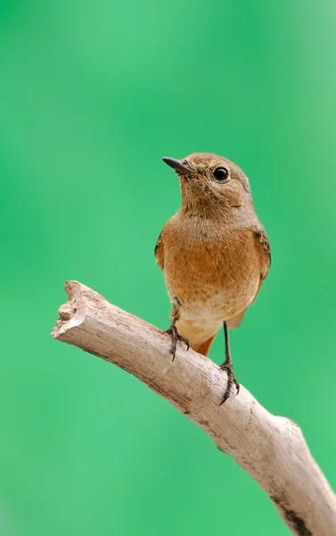 Redstart. — Stock Photo, Image