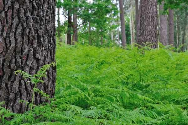 stock image Forest of ferns.