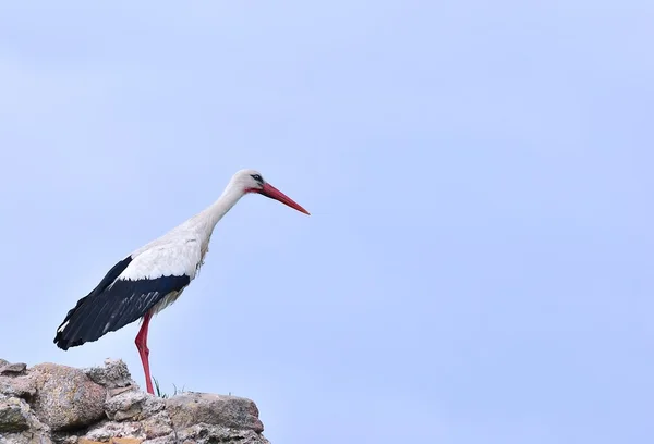 White Stork. — Stock Photo, Image