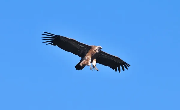 stock image Vulture.