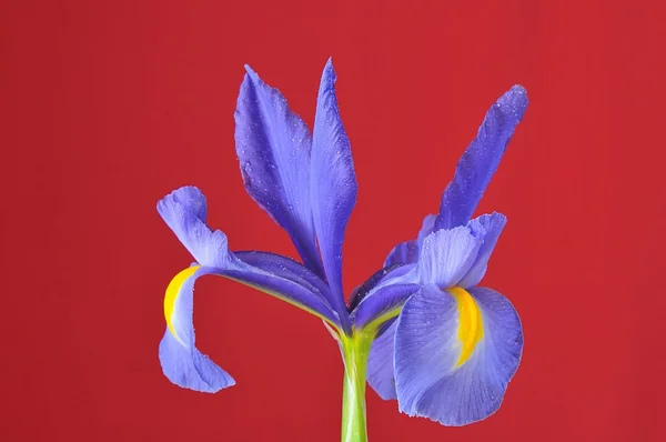 Iris blu, Iris xiphioides . — Foto Stock