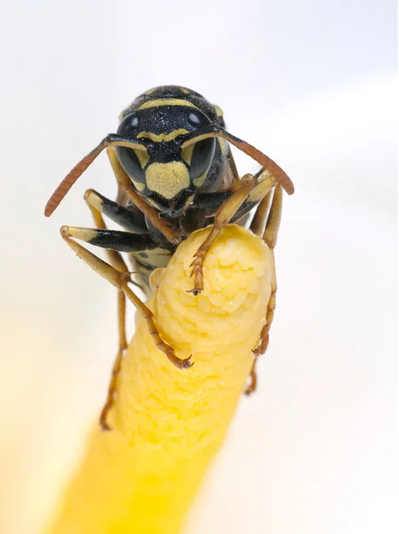 Bee. — Stock Photo, Image