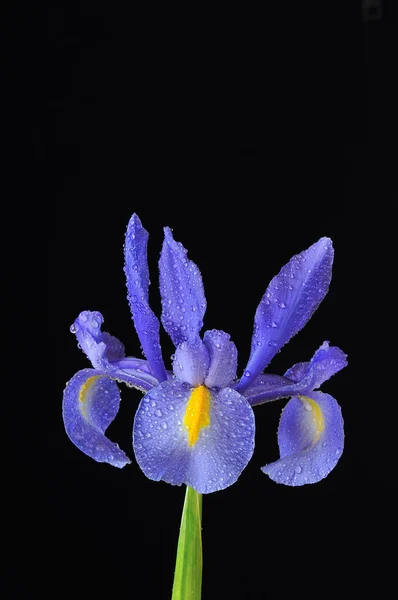 Iris bleu, Iris xiphioides . — Photo
