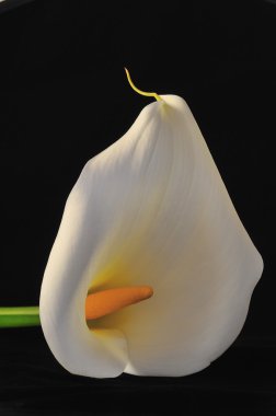 Zantedeschia.