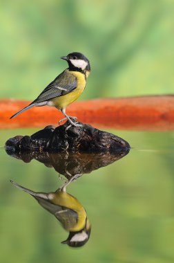 Great tit. clipart