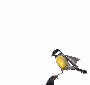 Great tit. clipart