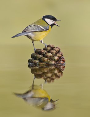 Great tit. clipart