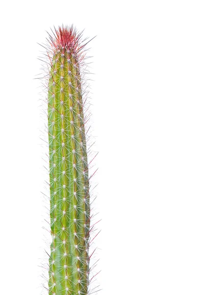 stock image Cactus.