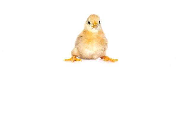 Chick.. —  Fotos de Stock