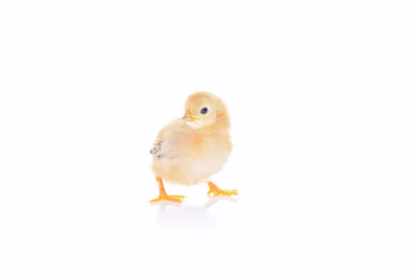 Chick.. —  Fotos de Stock
