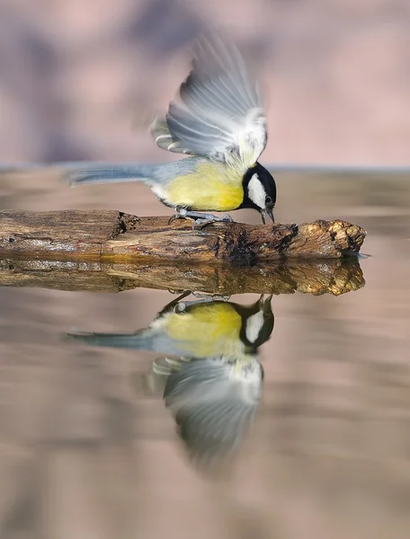 Grande mésange . — Photo