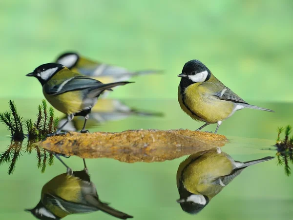 Koolmees. — Stockfoto