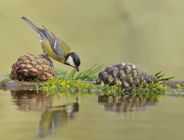 Grande tetta . — Foto Stock