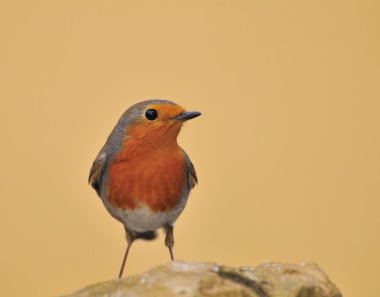 Robin.