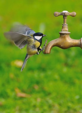 Great tit. clipart