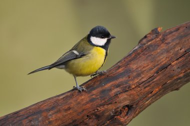 Great tit. clipart