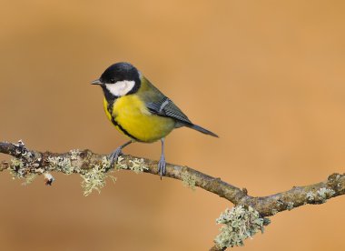 Great tit. clipart