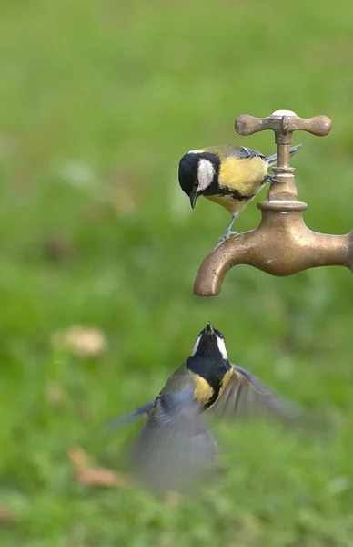 Great tit. — Stock Photo, Image