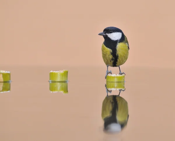 Great tit. — Stock Photo, Image