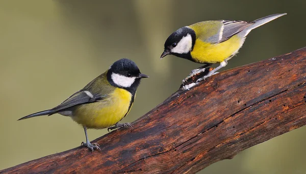 stock image Great tit.