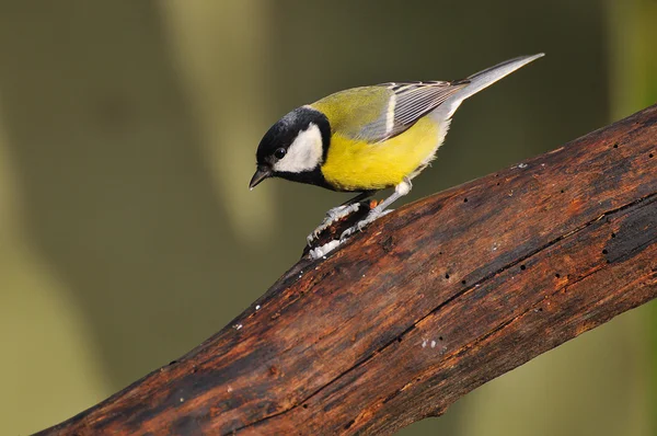 Kohlmeise. — Stockfoto