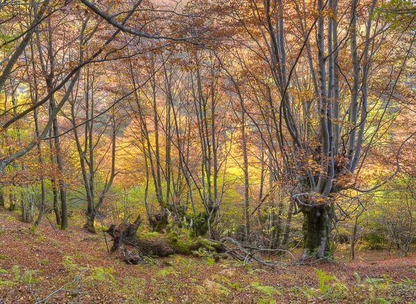Bosque. — Foto de Stock