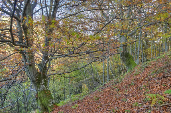 Erdő. — Stock Fotó