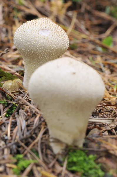 Cogumelos. — Fotografia de Stock