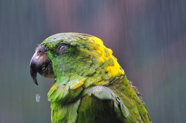 stock image Parrot.