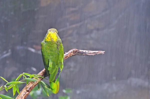 Stock image Parrot.