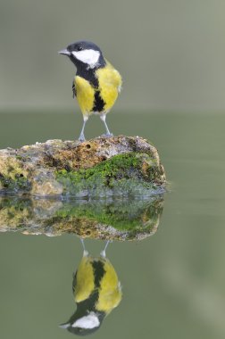 Great tit. clipart