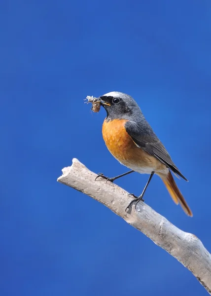 Roodstaartje. — Stockfoto