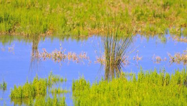 Reeds in the wetland. clipart