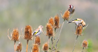 Saka kuşu, carduelis carduelis