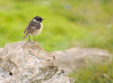 Stonechat.