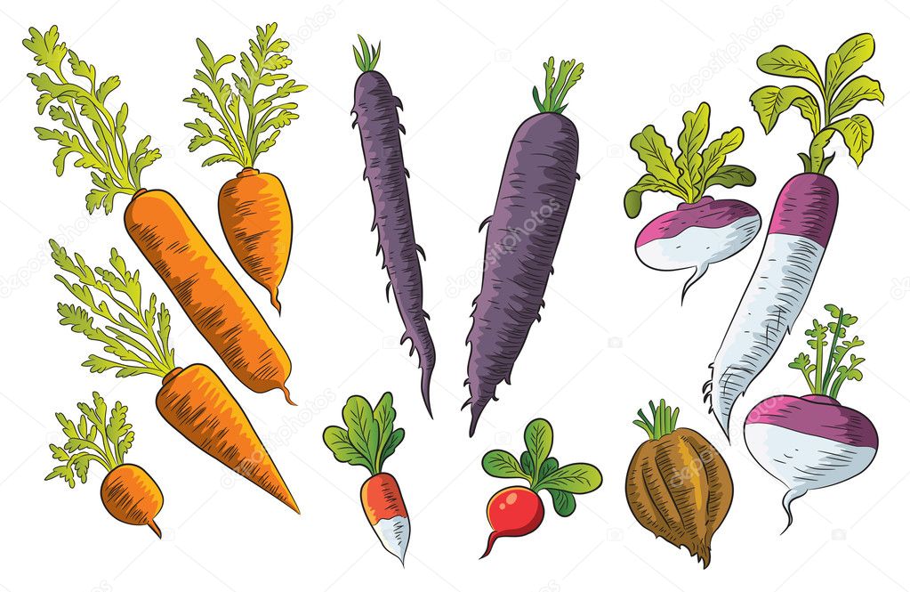 Fresh tubers imágenes de stock de arte vectorial | Depositphotos